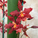 Wils. Roja 'Red Hot' (Plant Only)