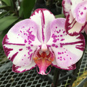 Phal. Magic Art