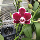 Phal. Maroon (Mini Phal)