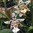 Bllra. Tropic Lily 'Chocolate Drop'