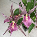 Mtssa. Charles M. Fitch 'Izumi' (5.5" Pot) - Not Blooming