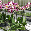 Phal. Bellicose