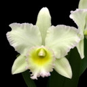 Rlc. Volcano Pastoral 'Volcano Queen' ORIGINAL (Plant Only)