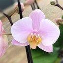 Phal. Light Pink