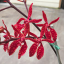 Ren. Robsan 'Volcano Red' (Young Plant-4" Pot)