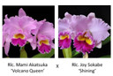C. Mami Akatsuka 'Volcano Queen' x Rlc. Joy Sokabe 'Shining' (Plant Only)