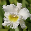 Rlc. Mount. Hood 'Mary' AM/AOS (Plant Only)