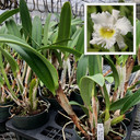 Rlc. Mount. Hood 'Mary' AM/AOS (Plant Only)