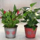 Candy Cane Anthurium Special