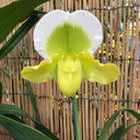 Complex Paphiopedilum (Green-Medium Size)