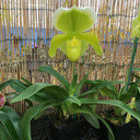 Complex Paphiopedilum (Green-Medium Size)