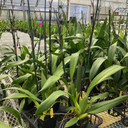 Whm. Pinot Princess  'Scary' (4" Pot)
