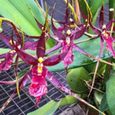 Whm. Pinot Princess  'Scary' (4" Pot)