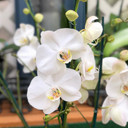 Any White Phalaenopsis (Single Spike)