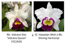 Rlc. Volcano Star 'Volcano Queen' FCC/AOS x (C. Hawaiian Wish x Rlc. Shining Harmony) (Plant Only)