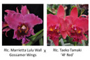 Rlc. Marrietta Lulu Wall Gossamer Wings x Rlc. Taeko Tamaki '4F Red' (Plant Only)