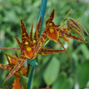 Bst. Tarantula 'Sweet Orange' (2" Pot-buds)