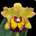 Rlc. Sunnystate's Spring Dawn 'Volcano Paradise' OLD (Plant Only)