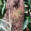 Tillandsia on Hanging Cork #8 (Med-16" x 6")