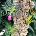 Tillandsia on Hanging Cork #4 (Extra Large-28" x 9")