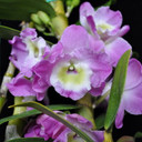 Den. Nobile -- Violet Fizz Luna (2" Pot -Plant Only)