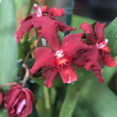 Ons. Red Silk 'HOF'