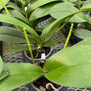 Phal. Miraflore (Plant Only- Low Spike)