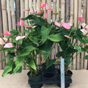 Anth. Small Talk (5.5" Pot-Landscape Size)