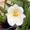 Mltnps. Golden Snows 'White Light'