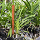 Vanda Somsri Glory 'Blue'