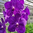 Vanda Somsri Glory 'Blue'