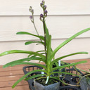Vanda Somsri Glory 'Blue'
