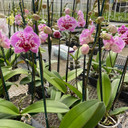 Phal. Iconia (Double Spike)