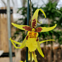 Mclna. Yellow Star 'Golden Gambol'