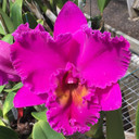 Rlc. Keesha Sharp -larenn nan bel 'Volcano Queen'