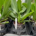 Phal. True Love (Plant Only-Low Spike)