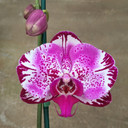 (P. Acker's Sweetie x Fusheng Speckle) x P. Ox King