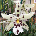 Bllra. Snowblind 'Sweet Spots' (Leaf Damage)