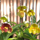 Complex Paphiopedilum (Color Varies) (4" Pot)