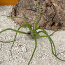 Tillandsia bulbosa