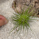 Tillandsia filifolia