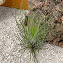 Tillandsia filifolia