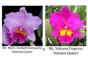 Rlc. Mem. Herbert Kamiyama 'Volcano Queen' x Rlc. Volcano Empress 'Volcano Queen' FLASK (Seedling)
