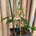 Den. tetragonum x sib