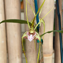 Den. tetragonum x sib