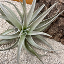 Tillandsia harrisii