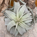 Tillandsia xerographica (Med 5-6")