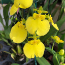 Onc. Lemon Heart 'SD-1' (Plant Only) Onc. Lemon Heart 'SD-1' (Plant Only)