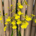 Onc. Lemon Heart 'SD-1' (Plant Only) Onc. Lemon Heart 'SD-1' (Plant Only)