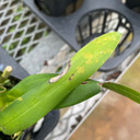 Wils. Firecat 'King Snake' -(Leaf Damage)-Flowering